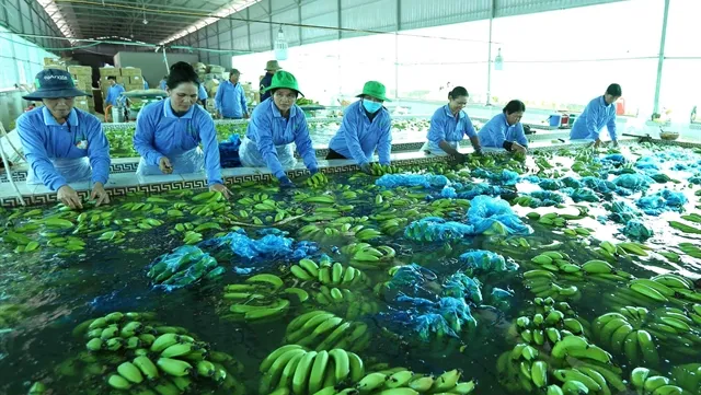 HCM City focus on applying hi-tech in to key agriculture products