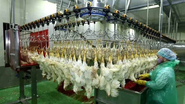 Poultry industry needed to further develop