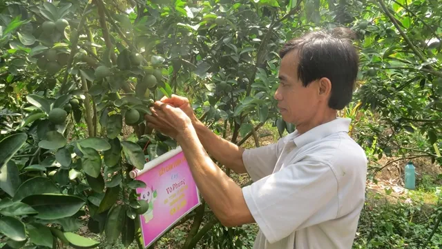 Đồng Tháp surges ahead with GAP quality for fruits, innovative selling methods