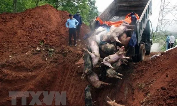 African swine fever wreaks havoc in Hà Nam Province