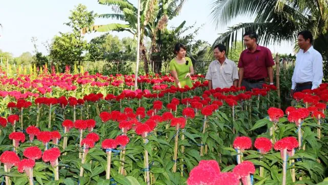 Mekong Delta farming co-operatives growing larger, efficient: deputy PM