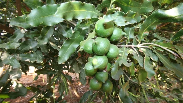 Lâm Đồng exports macadamia nuts to RoK, Singapore