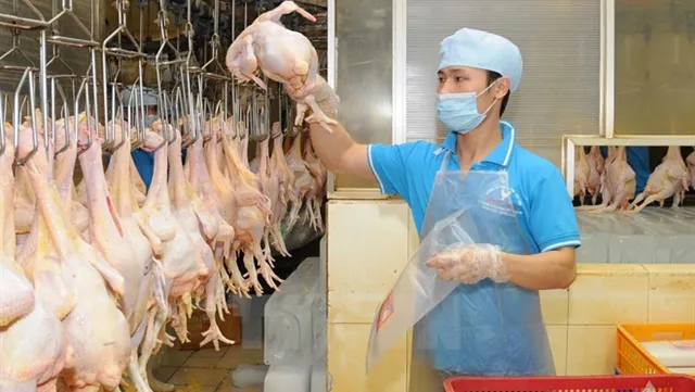 High supply gives Việt Nam's poultry firms chance to reach export markets