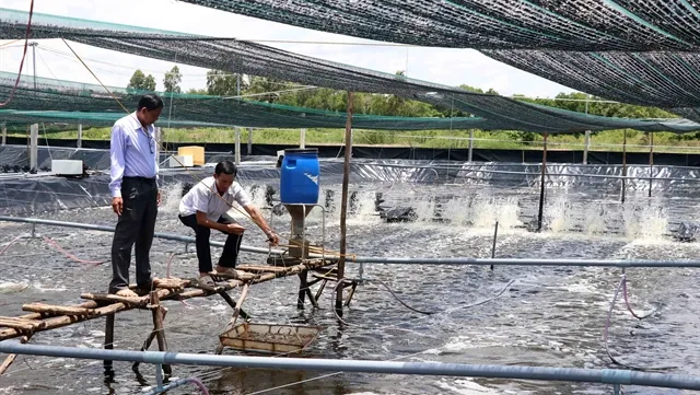 Cà Mau eyes expansion of efficient farming, forestry models