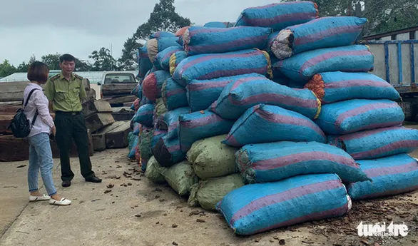 Gia Lai pine tree bark trader arrested