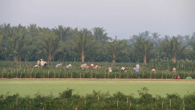 Rice farmers switch to corn as fresh water supply shrinks