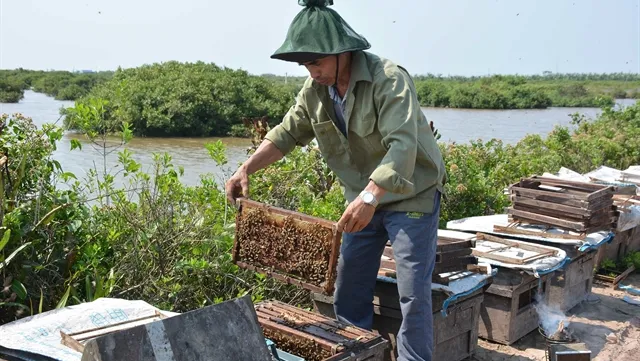 Nectar of the sea: Beekeepers making riches from the coastal mangrove