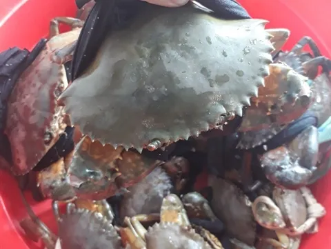 Trà Vinh Province expects mud crab output to increase this year