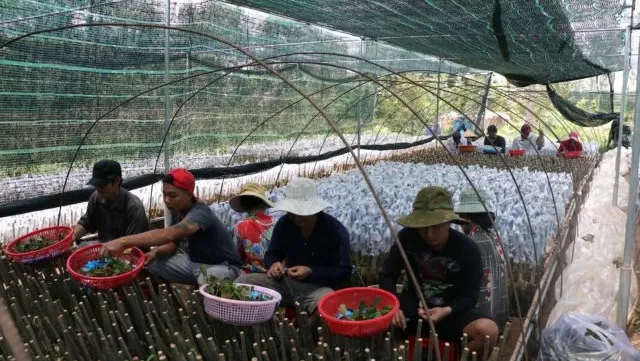 Country's biggest provider of fruit seedlings improves quality