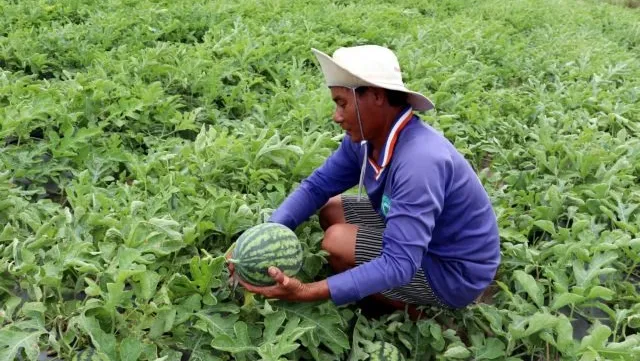 Sóc Trăng eyes expansion of net-house vegetable farming