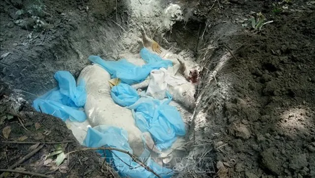 Bình Phước buries dead sick pigs