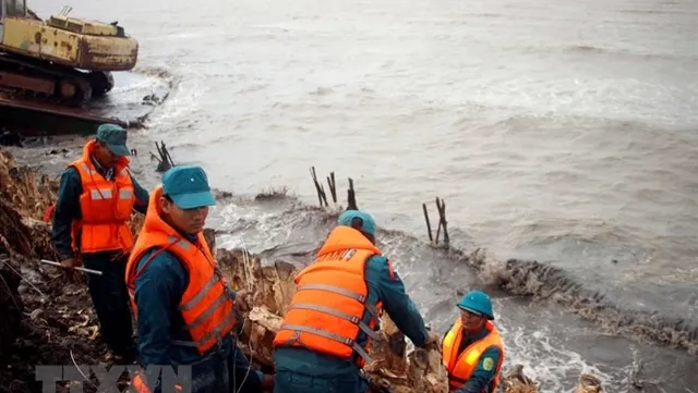 Cà Mau takes action to consolidate eroded dykes