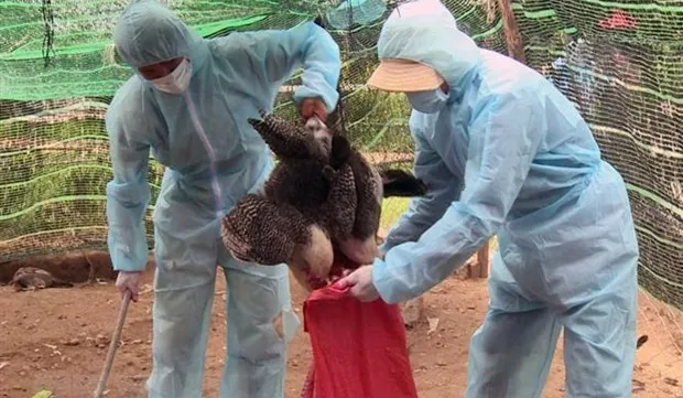 Influenza A (H5N6) outbreak in Bà Rịa-Vũng Tàu