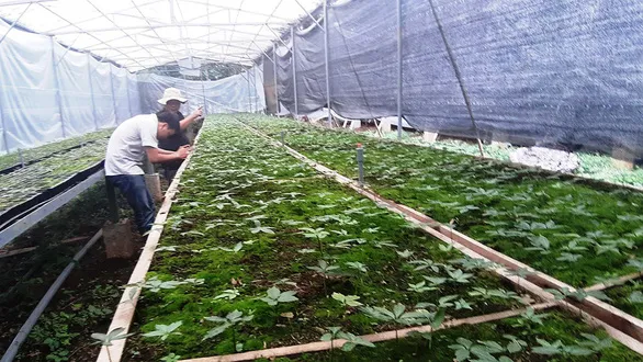 Ginseng men in the midst of Ngọc Linh forest