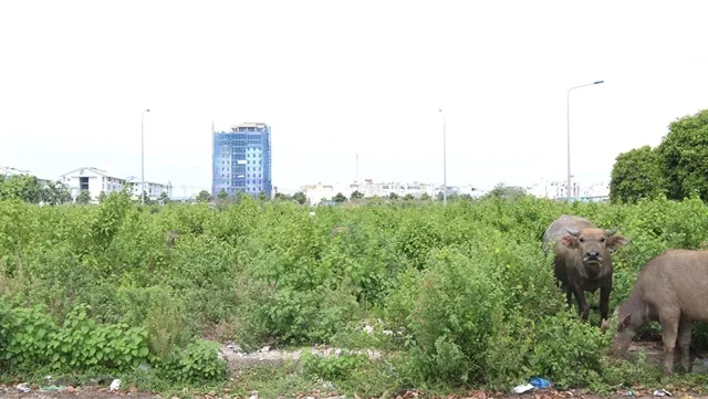 Investors eye land plots in underdeveloped provinces