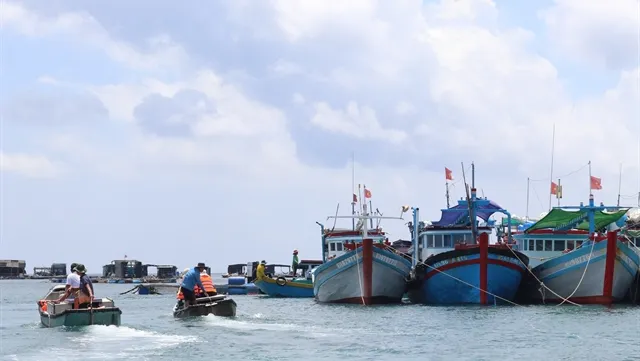 Huỳnh Đế crabs bring better income to Phú Quý Island fishermen