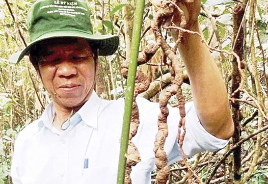 Precious ginseng found in Quảng Nam