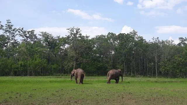 Two elephants released back to the wild