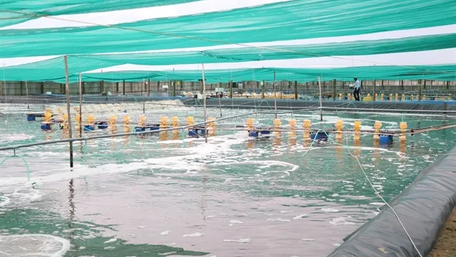 Bến Tre to expand farming of key aquatic species