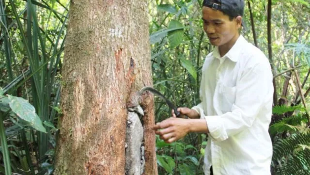 No honey means no money for these villagers