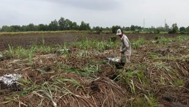 Mekong Delta sugarcane farmers switch en masse to other crops