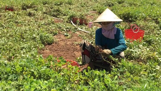 Trà Vinh produces more peanut seeds in rainy season to meet demand