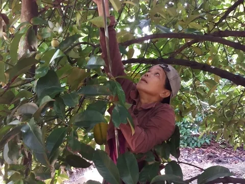 Farmers see bumper mangosteen harvest