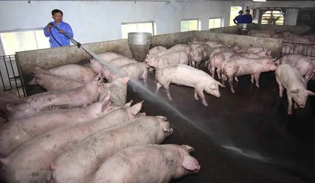 Bio-security most effective measure against African swine fever