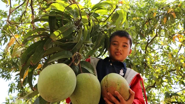 Vietnamese mangoes exported to Chile