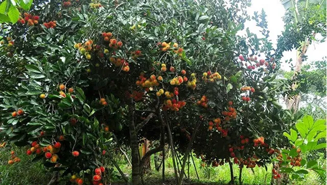 Đồng Nai calls on investment in agricultural projects