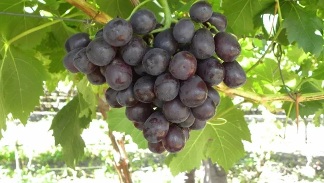South African company to export fresh grapes to Việt Nam