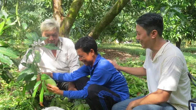 Đồng Tháp farmers grow mango in off-season to stagger supply, sustain prices