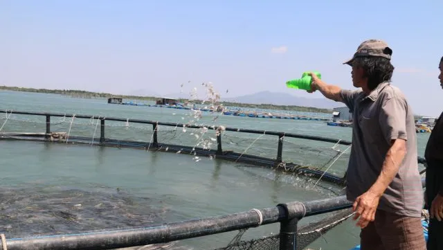 Time to tap ocean aquaculture potential