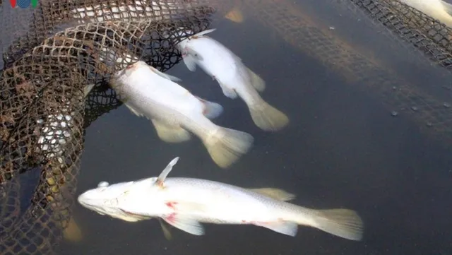 Fish die en masse in Hà Tĩnh