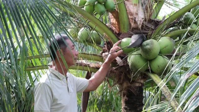 Bến Tre develops value chains for key agricultural products