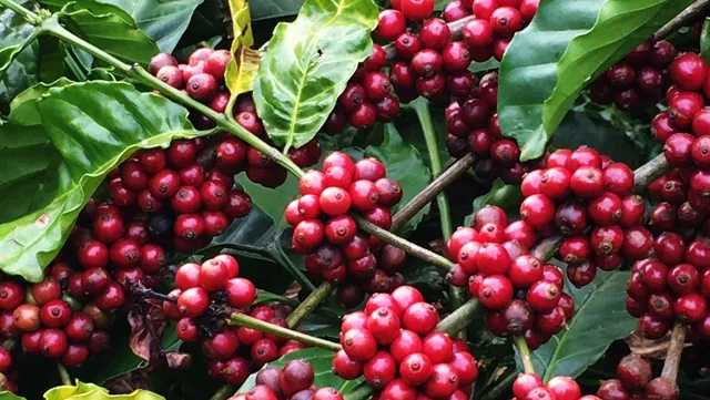 Coffee exports down in 9 months