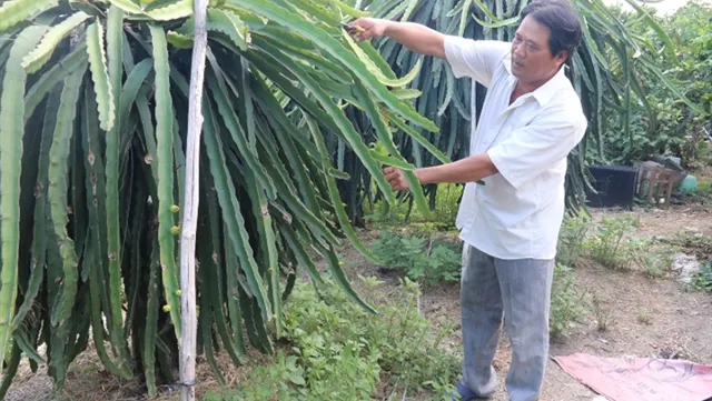 Sustainable production sought for dragon fruit as China raises import standards