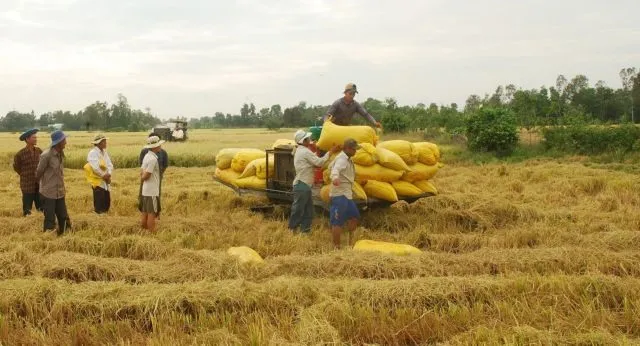 Bạc Liêu’s large-scale rice fields prove benefit of economy of scale