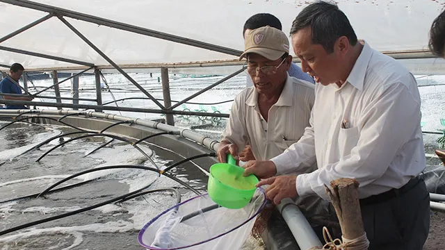 Shrimp breeders expand production, seek to join global supply chains