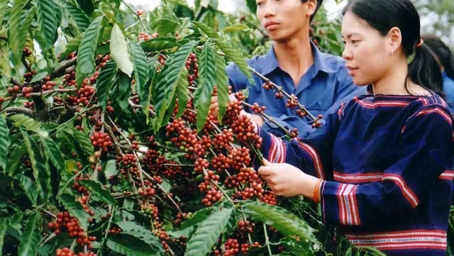 Central Highlands seeks business opportunities with Japan