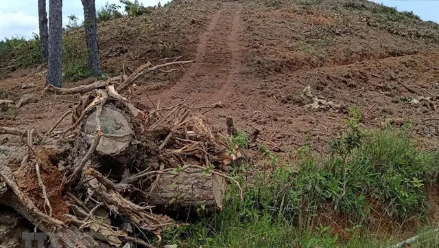 Lâm Đồng investigates forest destruction