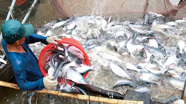 Hậu Giang will apply IT for agricultural traceability