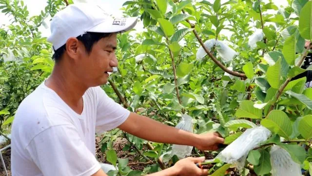 Farmer earns high income from guava trees planted in acid soils