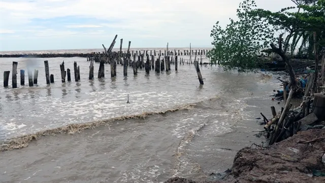 Kiên Giang coastal erosion requires $69 million solution