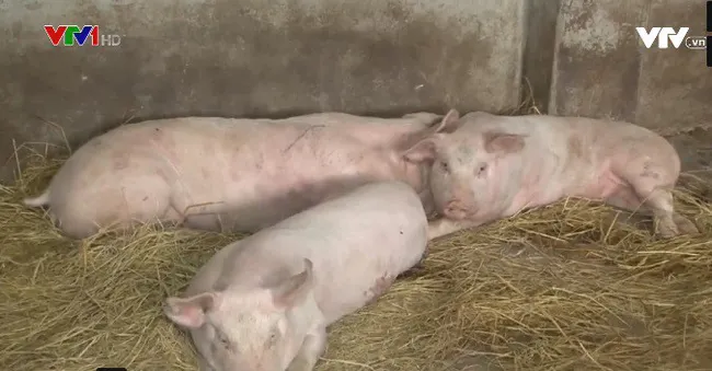 Fake news on african swine fever will be punished