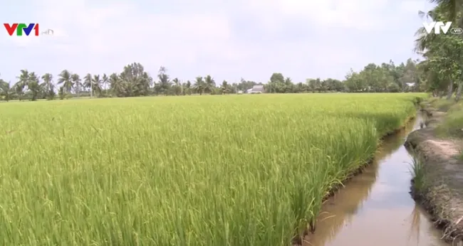 Hau Giang to face salinity