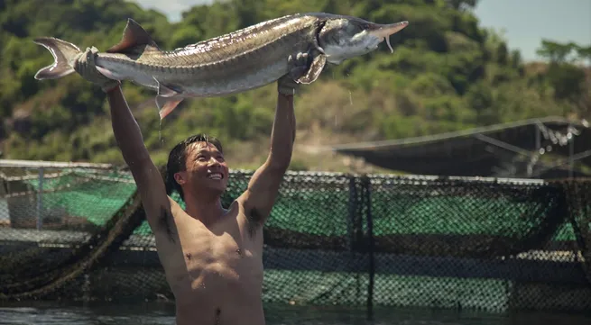 Sturgeon farming sees potential in Vietnam