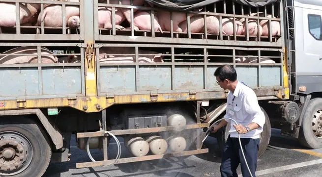 FAO did not call on Vietnam to declare a national emergency on African swine fever