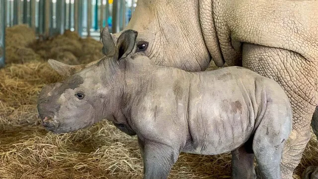 Two newborn rhinos in Phu Quoc island