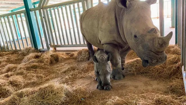 Two newborn rhinos in Phu Quoc island